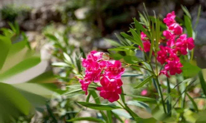 Недвижимость Семейный дом 270 м², Запад: 8