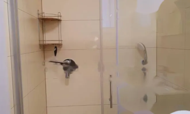 Недвижимость Двухкомнатная квартира, центр: 9