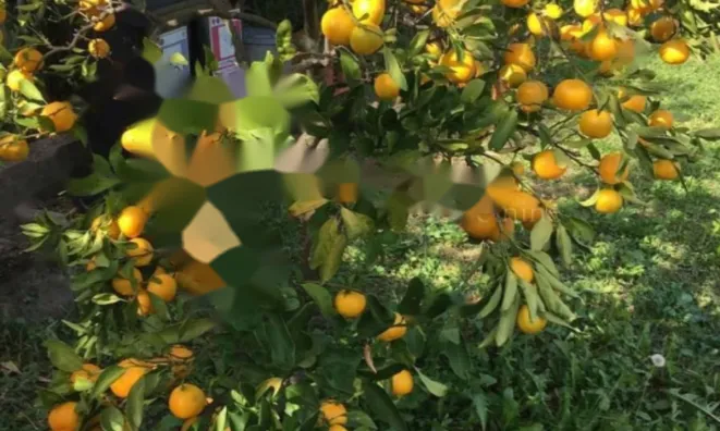 Недвижимость Трехкомнатная квартира в центре: 4