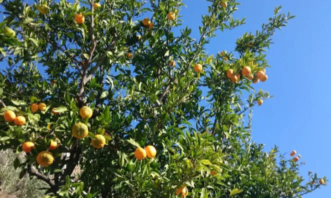 Недвижимость Дом, Порторож: 13