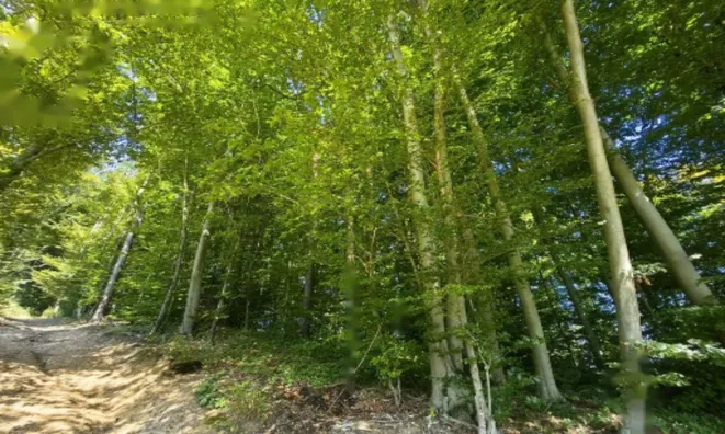 Недвижимость Дом Близ Лесной Завесы: 5