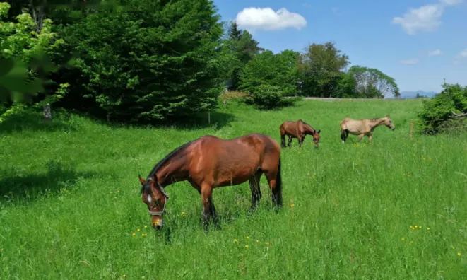 Недвижимость Участок под застройку, Радовлица, Ланцово: 2