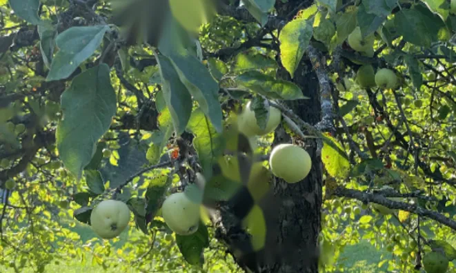 Недвижимость Участок, Сельскохозяйственная земля Блед: 2