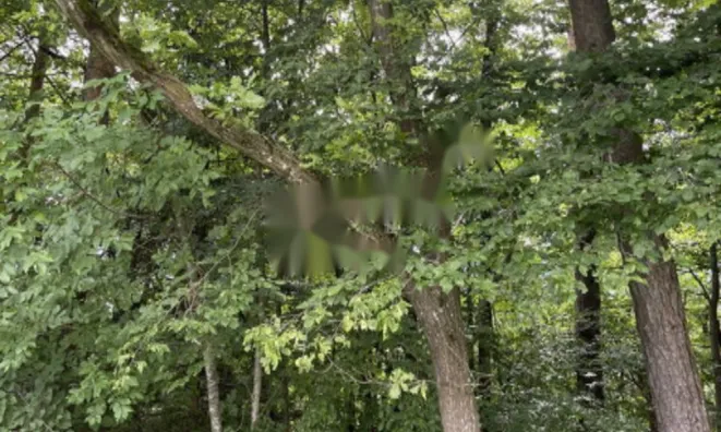 Недвижимость Участок, сельскохозяйственная земля Блед: 2