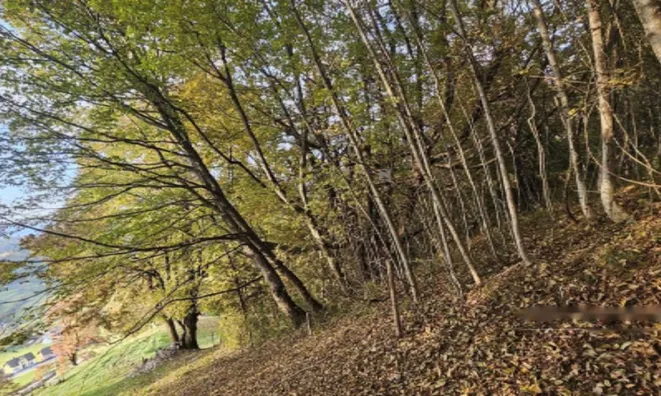 Недвижимость Усадьба, Сельскохозяйственная земля Вишельница: 2