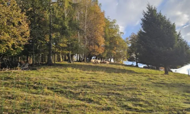 Недвижимость Усадьба, Сельскохозяйственная земля Вишельница: 4