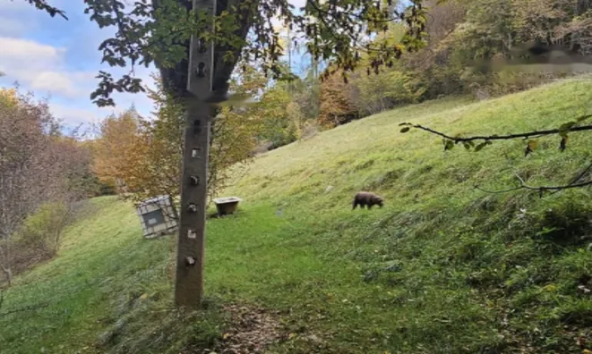 Недвижимость Усадьба, Сельскохозяйственная земля Вишельница: 6