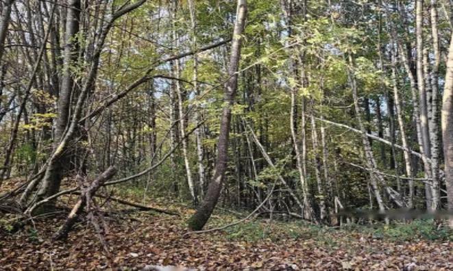 Недвижимость Усадьба, Сельскохозяйственная земля Вишельница: 10