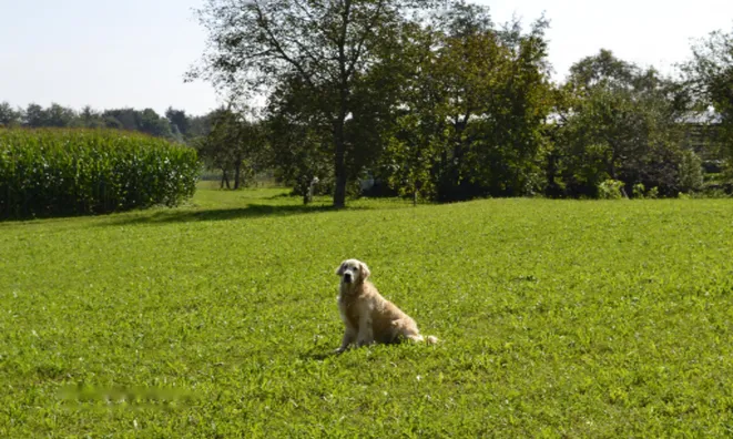 Недвижимость Участок, Сельскохозяйственная земля Новая Средняя Добрава: 16