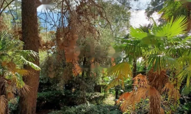 Недвижимость Квартира в центре Опатии: 24