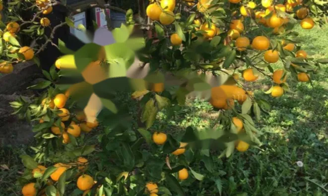 Недвижимость Трехкомнатная квартира, Центр: 4