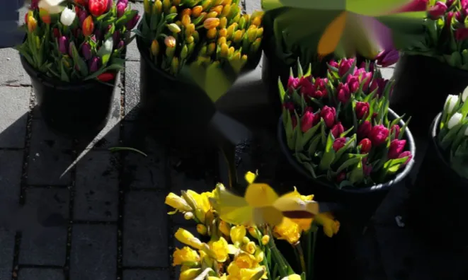 Недвижимость Adamson Road: 5