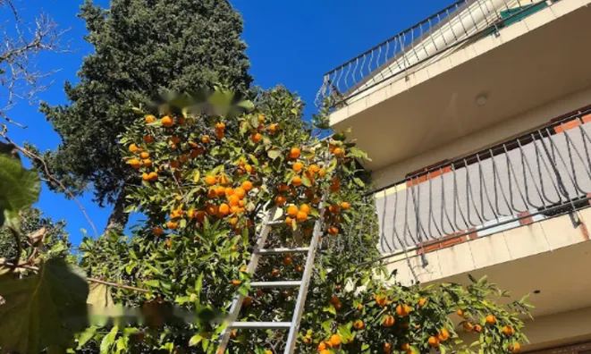 Недвижимость Дом, Порторож: 14