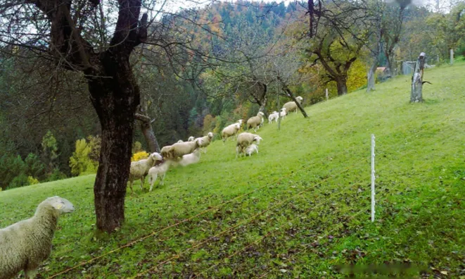 Недвижимость Имение, ферма Равне, пристава: 11
