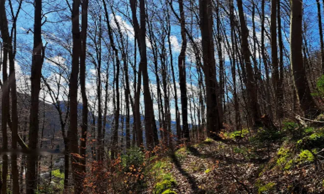 Недвижимость Недвижимость, ферма Чолнище: 25