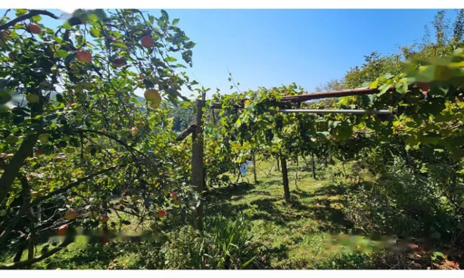 Недвижимость Дом Другое Глобока: 4