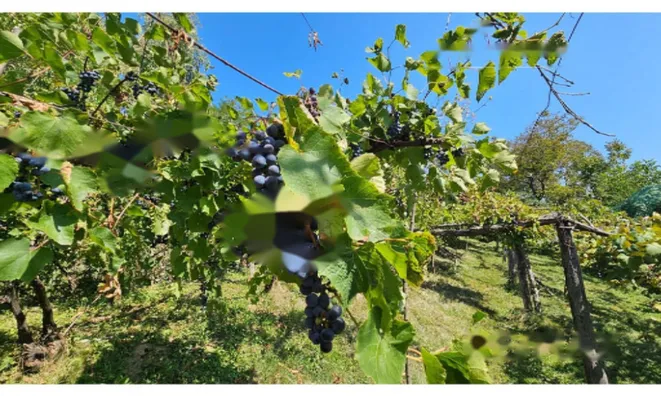 Недвижимость Дом Другое Глобока: 28