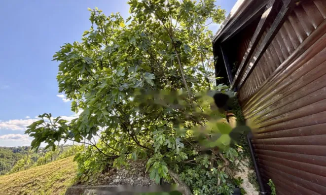 Недвижимость Дом, Белски Врх: 18