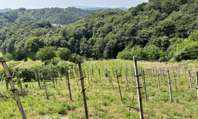 Недвижимость Дом, Бельский Врх: 16