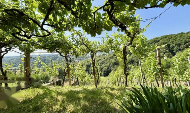 Недвижимость Дом, Бельский Врх: 17