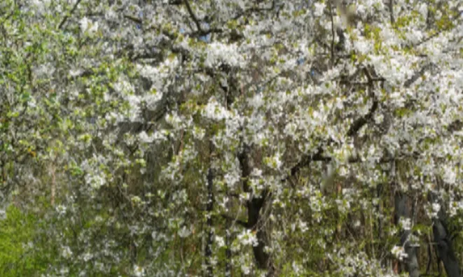 Недвижимость Дом, Мощанци: 15