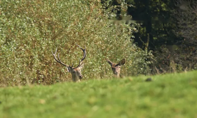 Недвижимость Усадьба на холме в окружении природы.: 16
