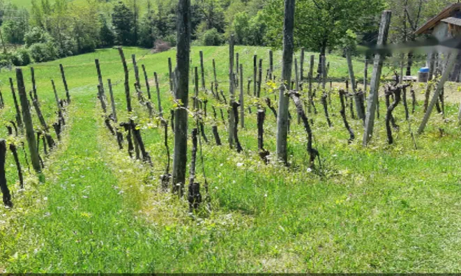 Недвижимость Усадьба, ферма Орехи в Безельском.: 21