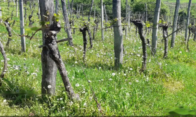 Недвижимость Усадьба, ферма Орехи в Безельском.: 25