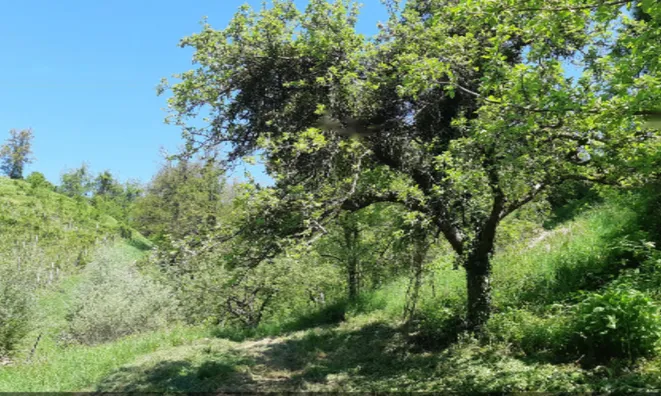 Недвижимость Усадьба, ферма Орехи в Безельском.: 27