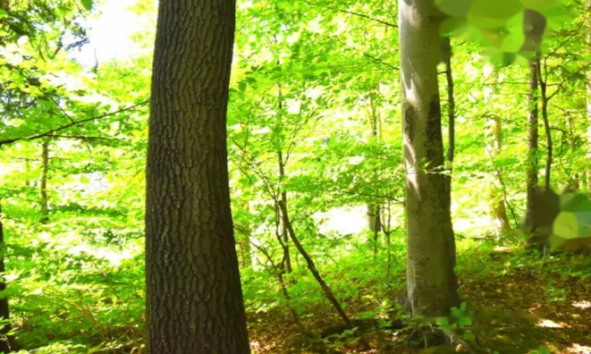 Недвижимость Усадьба Горная Вершина, Планина при Севници: 25