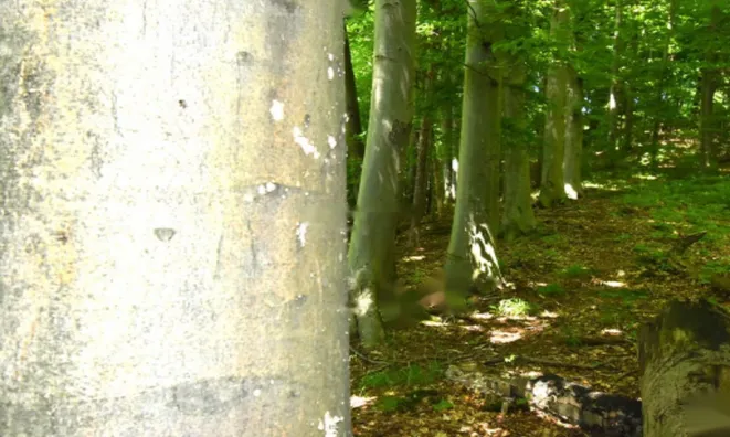 Недвижимость Усадьба Горная Вершина, Планина при Севници: 27