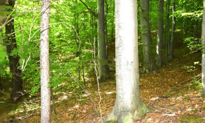 Недвижимость Усадьба Горная Вершина, Планина при Севници: 28