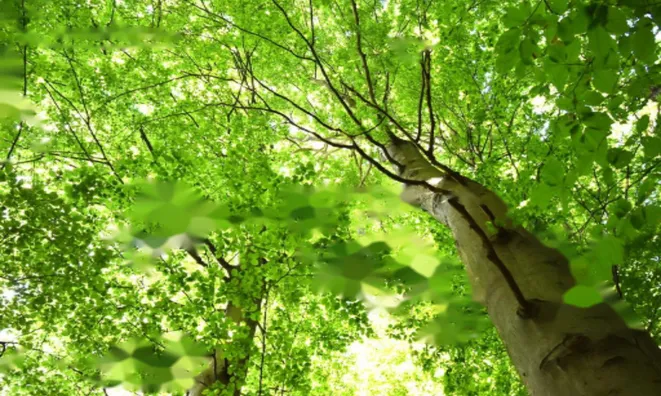 Недвижимость Усадьба Горная Вершина, Планина при Севници: 29