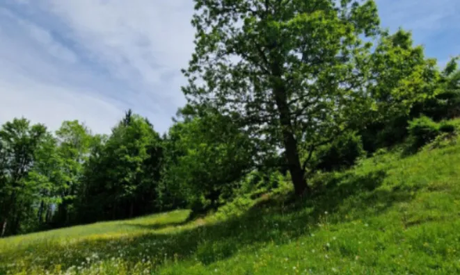 Недвижимость Усадьба, ферма Подкрай при Межице, Межица: 13