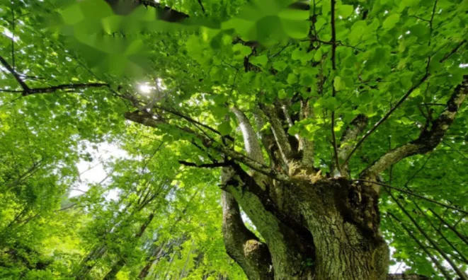 Недвижимость Усадьба, ферма Подкрай при Межице, Межица: 16