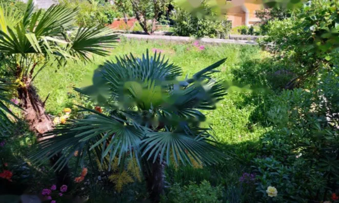 Недвижимость Квартира на первом этаже в центре Опатии: 22