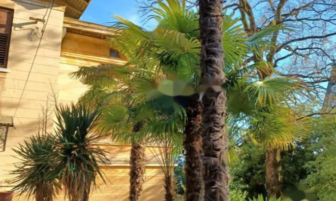 Недвижимость Квартира Опатия Центр: 6