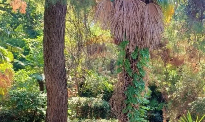 Недвижимость Квартира Опатия Центр: 9