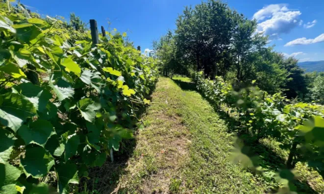 Недвижимость Дом, Мали Чирник при Шентьянже: 10