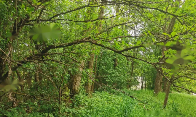 Недвижимость Дом Друго Чагона: 13