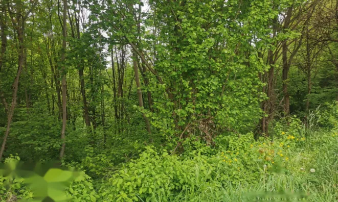 Недвижимость Дом Друго Чагона: 15