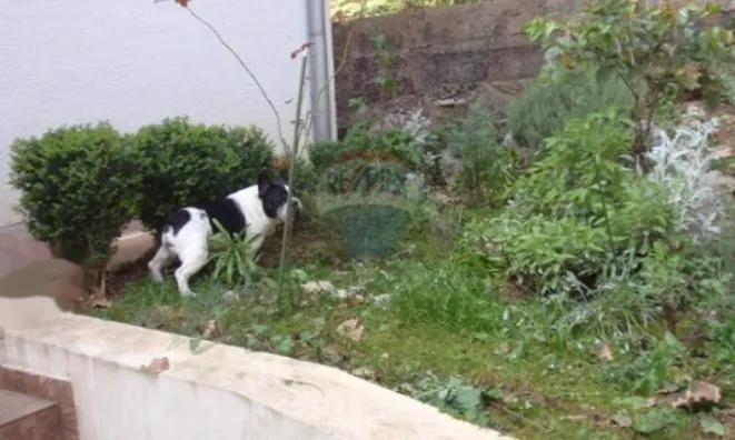 Недвижимость Семейный дом в центре Опатии: 11