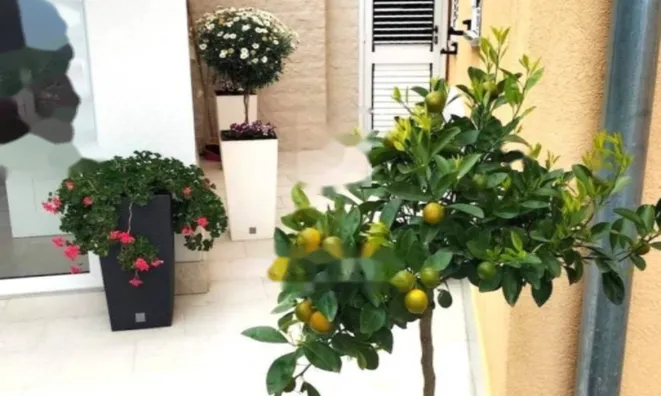 Недвижимость Однокомнатная квартира в Опатии: 6