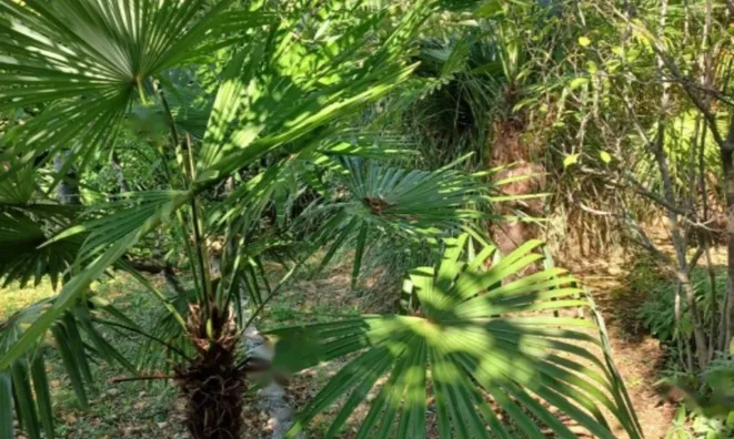 Недвижимость Трёхкомнатная квартира Опатия: 10