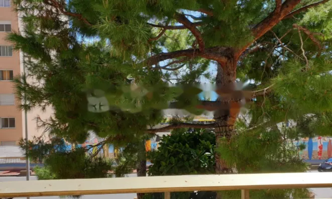 Недвижимость Apartment Monaco, Larvotto: 6