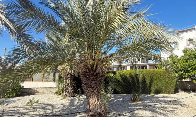 Недвижимость 3 Bedroom Apartment For sale in Kissonerga, Paphos: 17