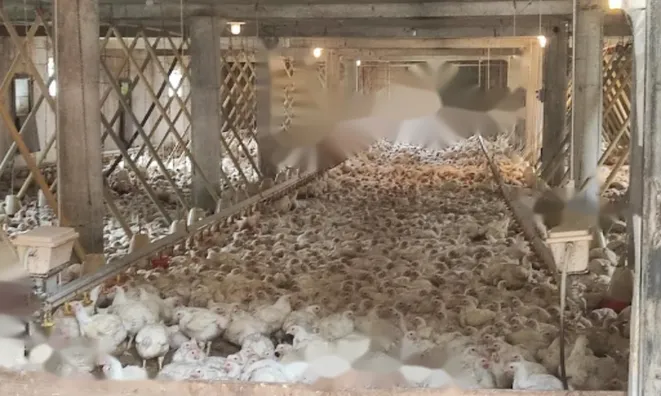 Недвижимость Усадьба, ферма Видем при Птуе.: 24