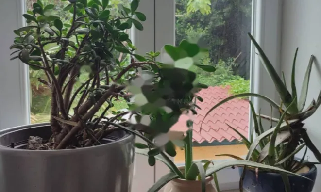 Недвижимость Двухкомнатная квартира Воложко: 37