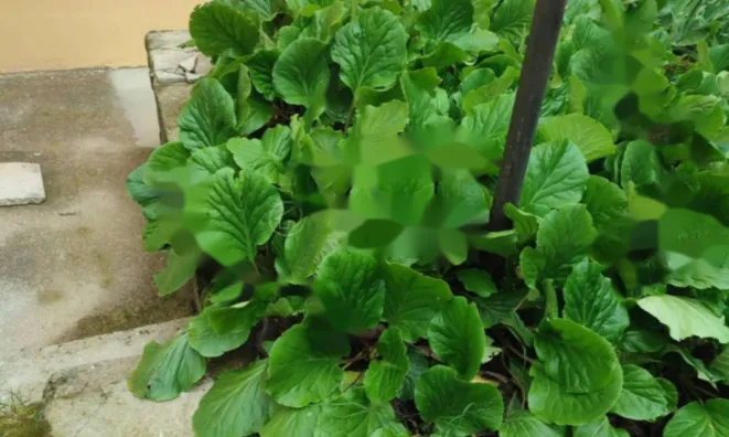 Недвижимость Двухкомнатная квартира Воложко: 56