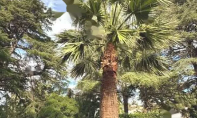 Недвижимость Duplex Cannes Croix des Gardes: 11